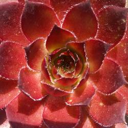 Sempervivum - Dachwurz - Hauswurz